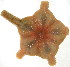 ( - 10BPBS-0043)  @14 [ ] CreativeCommons - Attribution  CBG Photography Group Centre for Biodiversity Genomics