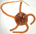  ( - 10BPBS-0052)  @14 [ ] CreativeCommons - Attribution  CBG Photography Group Centre for Biodiversity Genomics