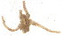  ( - 10BPBS-0104)  @12 [ ] CreativeCommons - Attribution  CBG Photography Group Centre for Biodiversity Genomics