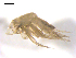  ( - 10BPBS-0146)  @13 [ ] CreativeCommons - Attribution  CBG Photography Group Centre for Biodiversity Genomics
