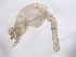  ( - 10BPBS-0151)  @13 [ ] CreativeCommons - Attribution  CBG Photography Group Centre for Biodiversity Genomics