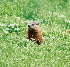  (Marmota - HBL008305)  @14 [ ] CreativeCommons - Attribution (2006) Unspecified Centre for Biodiversity Genomics