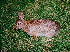 (Lagomorpha - HBL008454)  @16 [ ] CreativeCommons - Attribution (2010) Unspecified Centre for Biodiversity Genomics