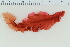  ( - 2016_BIO309A_11)  @11 [ ] CreativeCommons - Attribution Non-Commercial Share-Alike (2016) University of Bergen University of Bergen, Natural History Collections