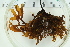  ( - 2016_BIO309A_32)  @11 [ ] CreativeCommons - Attribution Non-Commercial Share-Alike (2016) University of Bergen University of Bergen, Natural History Collections