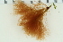  ( - 2016_BIO309A_36)  @11 [ ] CreativeCommons - Attribution Non-Commercial Share-Alike (2016) University of Bergen University of Bergen, Natural History Collections