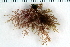  ( - 2016_BIO309A_75)  @11 [ ] CreativeCommons - Attribution Non-Commercial Share-Alike (2016) University of Bergen University of Bergen, Natural History Collections