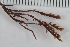  ( - 2016_BIO309A_80)  @11 [ ] CreativeCommons - Attribution Non-Commercial Share-Alike (2016) University of Bergen University of Bergen, Natural History Collections