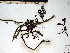  (Pseudohalopeltis sp. 1SA - DV007)  @11 [ ] CreativeCommons - Attribution Non-Commercial Share-Alike (2010) Unspecified University of New Brunswick