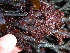  (Ceramothamnion codicola - GWS013009)  @11 [ ] CreativeCommons - Attribution Non-Commercial Share-Alike (2010) Unspecified University of New Brunswick
