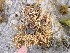  ( - GWS013288)  @11 [ ] CreativeCommons - Attribution Non-Commercial Share-Alike (2010) Unspecified University of New Brunswick
