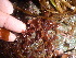  (Callophyllis edentata - GWS013594)  @15 [ ] CreativeCommons - Attribution Non-Commercial Share-Alike (2010) Unspecified University of New Brunswick