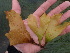  (Chondracanthus - GWS013692)  @14 [ ] CreativeCommons - Attribution Non-Commercial Share-Alike (2010) Unspecified University of New Brunswick