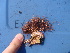 (Corallina officinalis - GWS013810)  @14 [ ] CreativeCommons - Attribution Non-Commercial Share-Alike (2010) Unspecified University of New Brunswick