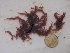  (Antithamnionella pacifica - GWS014467)  @13 [ ] Unspecified (default): All Rights Reserved  Unspecified Unspecified