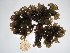  (Chondrus ocellatus - GWS018607)  @11 [ ] CreativeCommons - Attribution Non-Commercial Share-Alike (2010) Unspecified University of New Brunswick