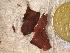  ( - GWS020689)  @11 [ ] CreativeCommons - Attribution Non-Commercial Share-Alike (2012) Gary W. Saunders University of New Brunswick