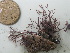  (Amphiroa sp. 1Phil - GWS025741)  @13 [ ] Unspecified (default): All Rights Reserved  Unspecified Unspecified