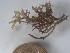  (Hypnea sp. 2Phil - GWS025784)  @11 [ ] Unspecified (default): All Rights Reserved  Unspecified Unspecified