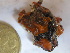  (Contarinia sp - GWS025853)  @11 [ ] Unspecified (default): All Rights Reserved  Unspecified Unspecified