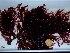  ( - GWS030653)  @11 [ ] CreativeCommons - Attribution Non-Commercial Share-Alike (2012) Gary W. Saunders University of New Brunswick