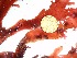  (Goniomophyllum skottsbergii - GWS035134)  @11 [ ] Unspecified (default): All Rights Reserved  Unspecified Unspecified