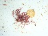  (Coralline articulated - GWS035168)  @11 [ ] Unspecified (default): All Rights Reserved  Unspecified Unspecified