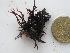 (Grateloupia sp - GWS036444)  @11 [ ] Unspecified (default): All Rights Reserved  Unspecified Unspecified