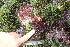  (Ophidocladus - GWS036484)  @11 [ ] Unspecified (default): All Rights Reserved  Unspecified Unspecified