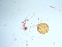  ( - GWS036831)  @11 [ ] Unspecified (default): All Rights Reserved  Unspecified Unspecified