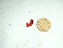  (Sarconema sp. 4crust - GWS037130)  @11 [ ] Unspecified (default): All Rights Reserved  Unspecified Unspecified