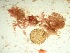  (Wrangelia sp. 1Cocos - GWS037610)  @11 [ ] Unspecified (default): All Rights Reserved  Unspecified Unspecified