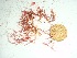  (Hypnea sp. 6Cocos - GWS037626)  @11 [ ] Unspecified (default): All Rights Reserved  Unspecified Unspecified