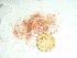  (Hypnea sp. 1Cocos - GWS037634)  @11 [ ] Unspecified (default): All Rights Reserved  Unspecified Unspecified