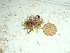  (Hypnea sp. 1pannosa - GWS037675)  @11 [ ] Unspecified (default): All Rights Reserved  Unspecified Unspecified