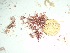  (Hypnea sp. 2Cocos - GWS037758)  @11 [ ] Unspecified (default): All Rights Reserved  Unspecified Unspecified