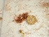  ( - GWS037765)  @11 [ ] Unspecified (default): All Rights Reserved  Unspecified Unspecified