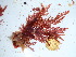  (Neoptilota sp - GWS038447)  @11 [ ] Unspecified (default): All Rights Reserved  Unspecified Unspecified