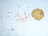  (Antithamnion sp - GWS038956)  @11 [ ] Unspecified (default): All Rights Reserved  Unspecified Unspecified