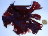 ( - GWS038972)  @11 [ ] Unspecified (default): All Rights Reserved  Unspecified Unspecified