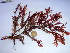  (Odonthalia washingtoniensis - GWS039009)  @11 [ ] Unspecified (default): All Rights Reserved  Unspecified Unspecified