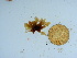  (Gaillona seposita - GWS039861)  @11 [ ] Unspecified (default): All Rights Reserved  Unspecified Unspecified