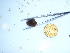  ( - GWS040352)  @11 [ ] Unspecified (default): All Rights Reserved  Unspecified Unspecified