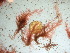  ( - GWS042175)  @11 [ ] Unspecified (default): All Rights Reserved  Unspecified Unspecified