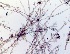  ( - GWS043011)  @11 [ ] Unspecified (default): All Rights Reserved  Unspecified Unspecified