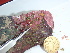  (Hapalidiales_unk11 - GWS045599)  @11 [ ] Unspecified (default): All Rights Reserved  Unspecified Unspecified
