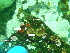  (Hildenbrandia occidentalis - GWS046367)  @11 [ ] Unspecified (default): All Rights Reserved  Unspecified Unspecified