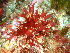  (Rhodymenia rhizoides - GWS048203)  @11 [ ] Unspecified (default): All Rights Reserved  Unspecified Unspecified