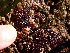  (Rhodochorton sp. 2BC - GWS048802)  @11 [ ] Unspecified (default): All Rights Reserved  Unspecified Unspecified