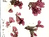  (Neoharaldiophyllum nottii - GWS049464)  @11 [ ] Unspecified (default): All Rights Reserved  Unspecified Unspecified